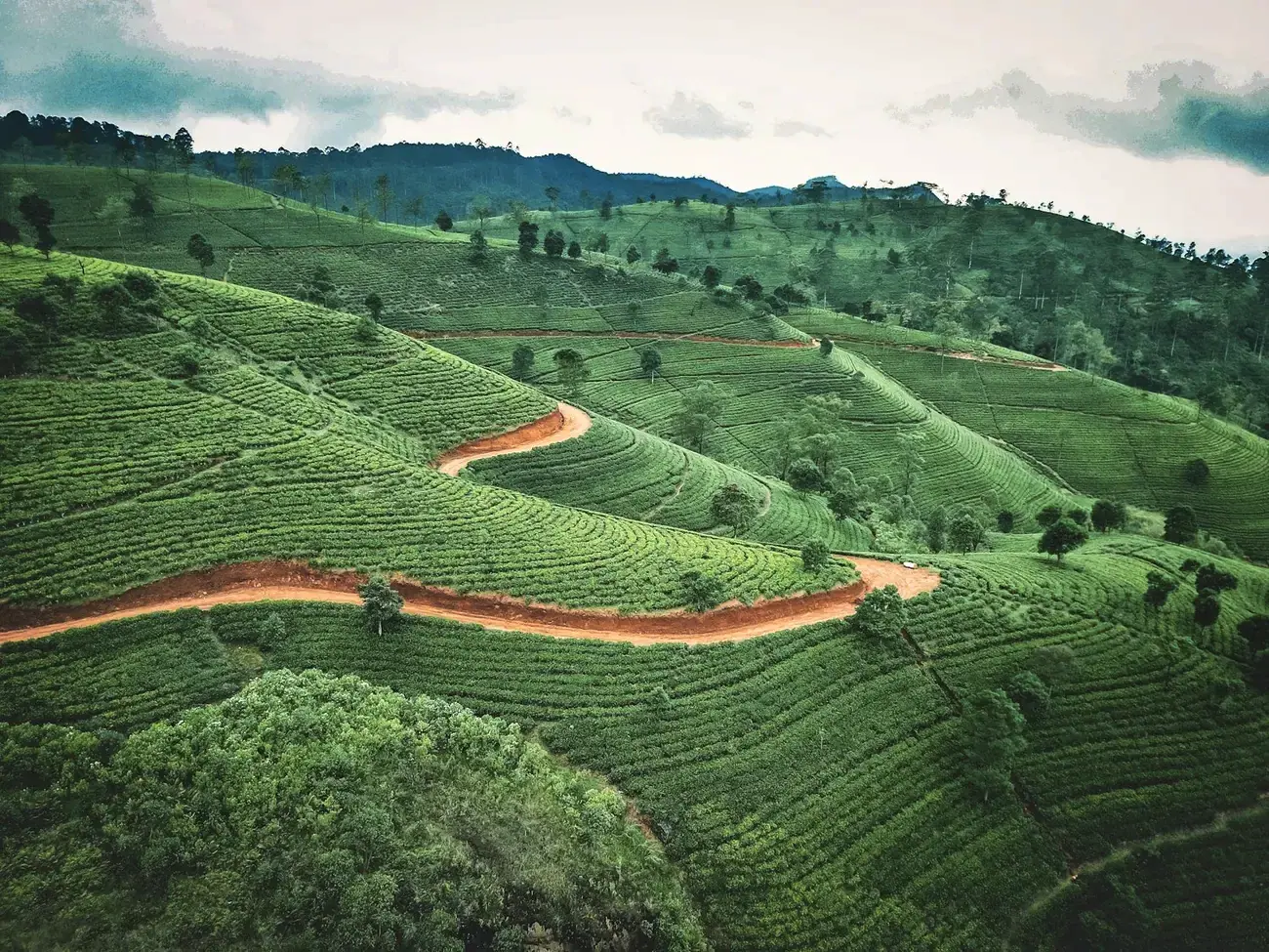 Terraced tea hills around Ella, Sri Lanka
